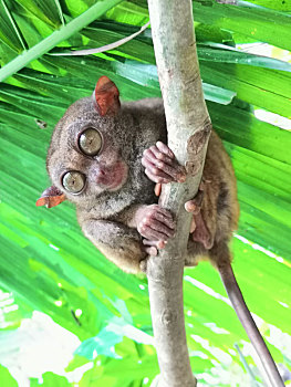 菲律宾薄荷岛眼镜猴