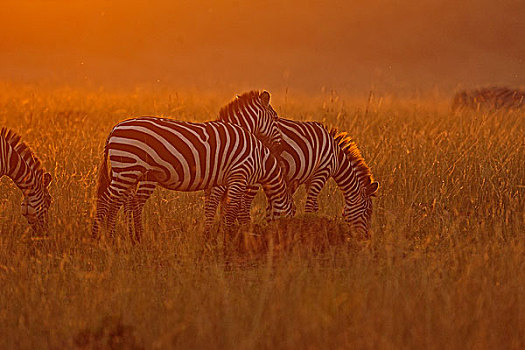 普通,斑马,马,草,日落,马赛马拉国家保护区,肯尼亚,非洲