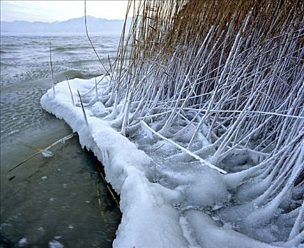 冰,芦苇,岸边,湖,上巴伐利亚,德国