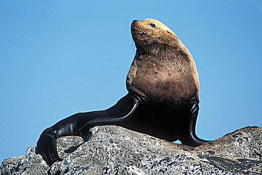 美国,阿拉斯加,海狮,雄性动物,休息,岩石上,北海狮,弗雷德里克湾