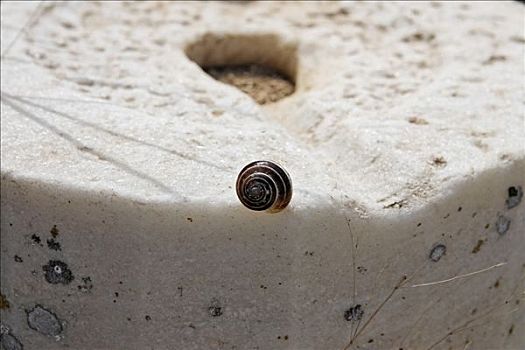 蜗牛壳,大理石,得洛斯,希腊