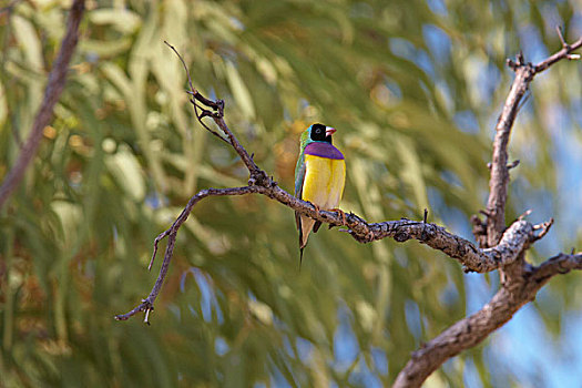 雀,桉树,北领地州,澳大利亚