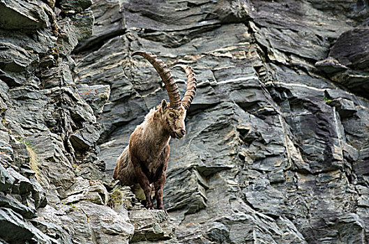 高山,野山羊,上陶恩山国家公园,卡林西亚,奥地利,欧洲