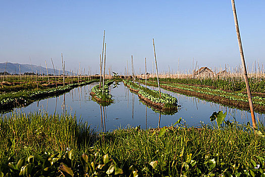 漂浮,花园,茵莱湖,掸邦,缅甸,亚洲