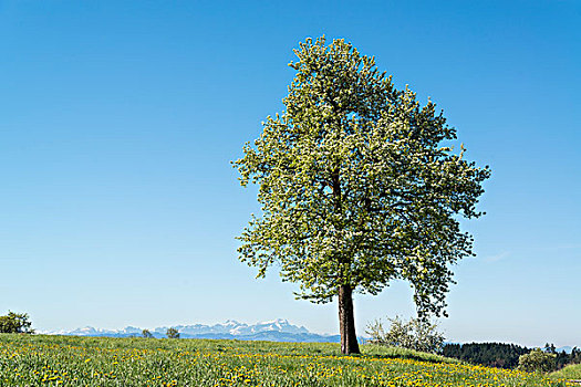 花,果树,阿尔卑斯山,背影,康士坦茨湖,区域,巴伐利亚,德国,欧洲