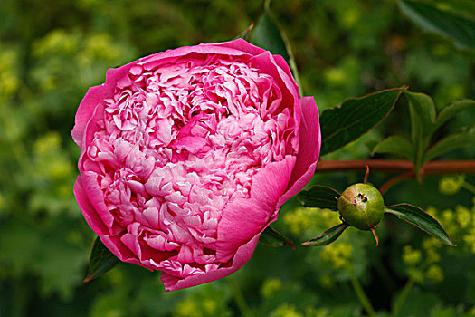 牡丹,特写,开着,花蕾,粉色,花