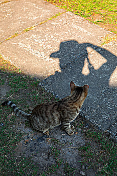 台湾观光景点猴硐猫村,猫村小路上的可爱的猫猫