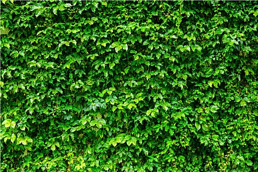 绿色植物,墙壁