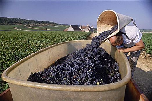 葡萄丰收,法国