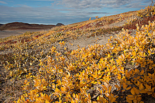 格陵兰,大,峡湾,彩色,秋天,风景,大幅,尺寸