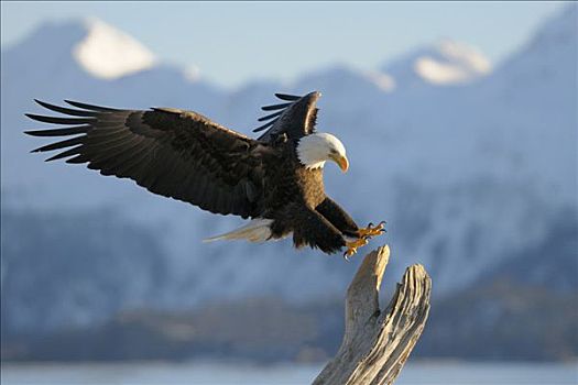 白头鹰,海雕属,雕,降落,山,背景,卡契马克湾,州立公园,肯奈半岛,阿拉斯加,美国