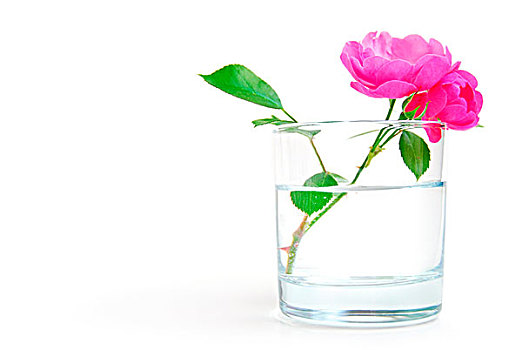 野玫瑰果,花,玻璃,清水,纯,清新,概念