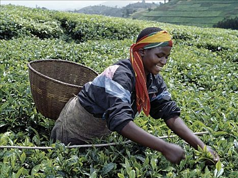 采茶,西南方,卢旺达,许多,雨,富饶,土地,给,农民,完美,状况,西北地区,高,品质,茶,乡野,山
