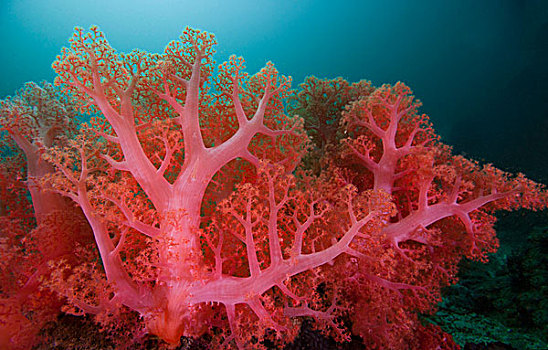 软珊瑚,宿务岛,菲律宾,太平洋