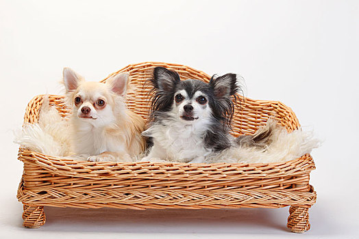 吉娃娃,长发,两只,狗,坐,沙发,白色背景