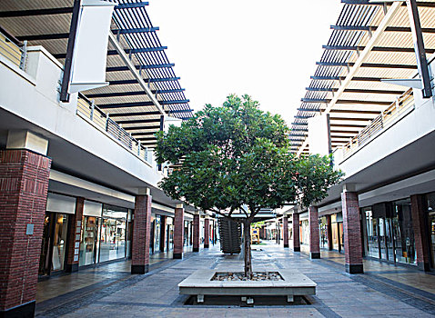 院落,购物中心,小,树