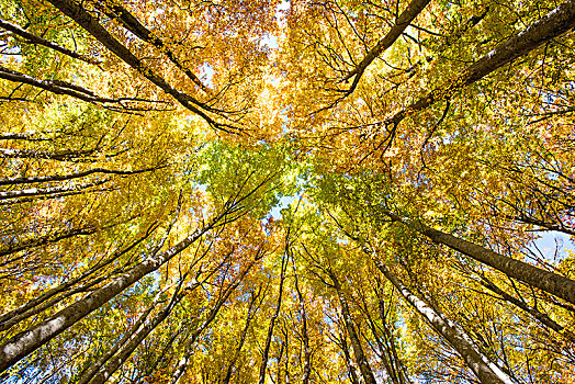 金色,十月,秋天,山毛榉,树林,阳光