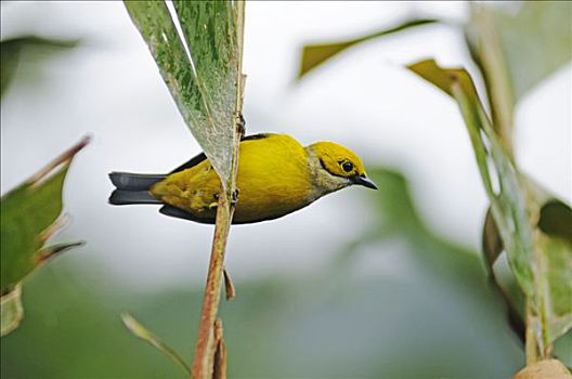 热带鸟,哥斯达黎加,中美洲