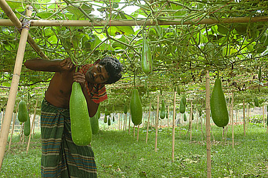 农民,挑选,瓶子,葫芦属植物,孟加拉,2008年