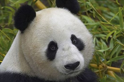 大熊猫,肖像,濒危,中国
