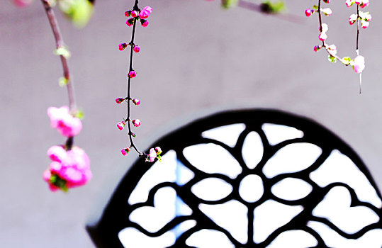 在河北省张家口市宣化区人民公园拍摄盛开的春花