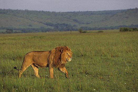 肯尼亚,马赛马拉,雄性,狮子,尾随,草
