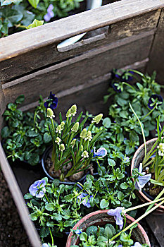 白葡萄,风信子,蓝色,堇菜属,花盆,木质,板条箱