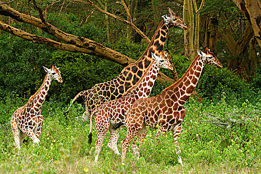 长颈鹿,成年,走,纳库鲁湖国家公园,肯尼亚,非洲
