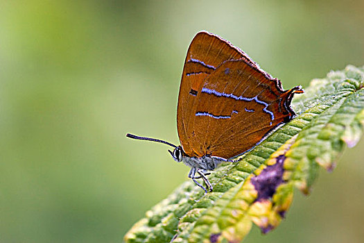 棕色小灰蝶,线灰蝶,上艾瑟尔省,荷兰