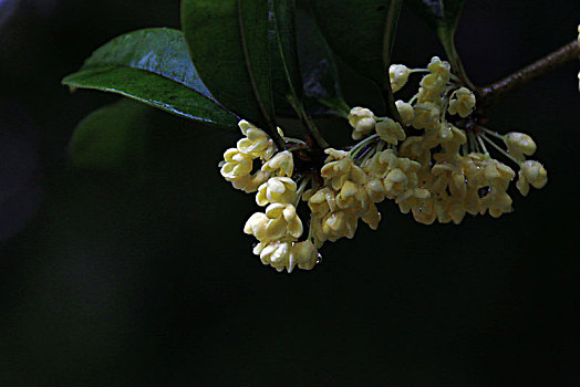 雨中桂花