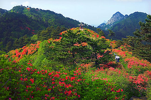 湖北首届麻城杜鹃文化节