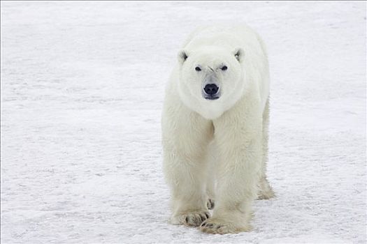 北极熊,旅行,哈得逊湾,海岸,加拿大