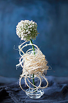 白色,葱属植物,花,玻璃花瓶,包装,绳