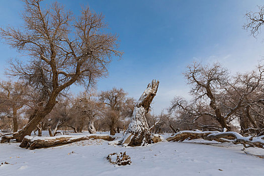 胡杨林,冬季,雪景