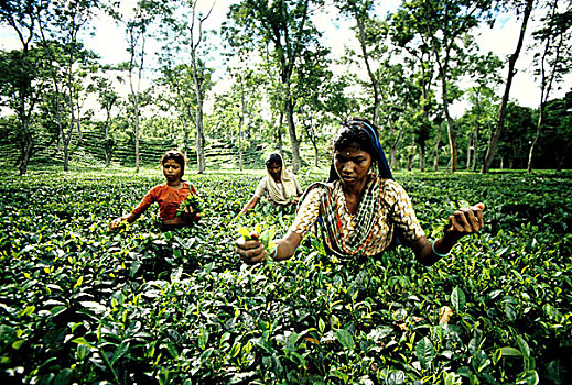 茶,产业,孟加拉,低,山,茶园,工人,种族,拔,技能,两个,叶子,芽,无毛,最好