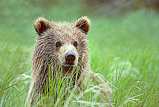 一岁,棕熊,沿岸,阿拉斯加
