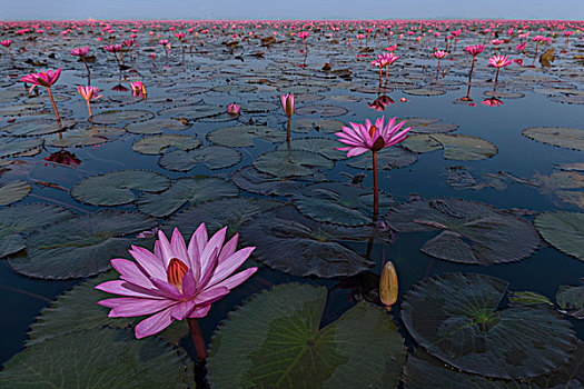 粉色,荷花,湖,地区,泰国
