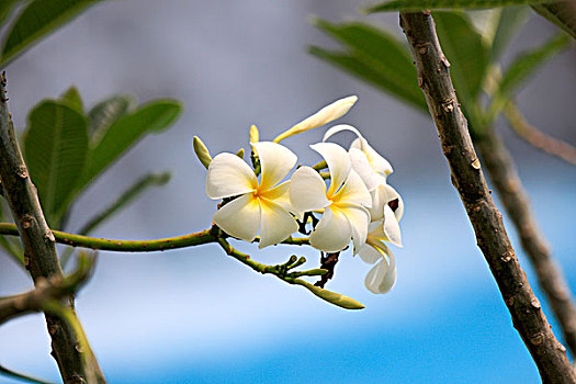 白色,鸡蛋花,花,哥达基纳巴卢,沙巴,马来西亚,婆罗洲,亚洲