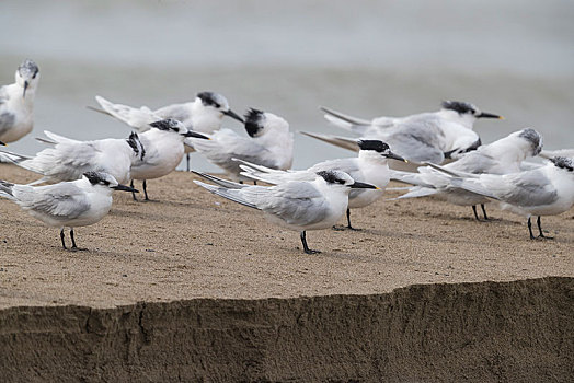 白嘴端燕鸥,成群,冬天,休息,岸边,坎帕尼亚区,意大利,欧洲