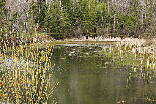 芦苇,围绕,水塘,桑德贝,安大略省,加拿大