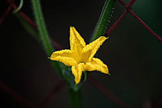 黄瓜花