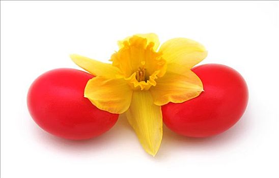 红色,复活节彩蛋,水仙花
