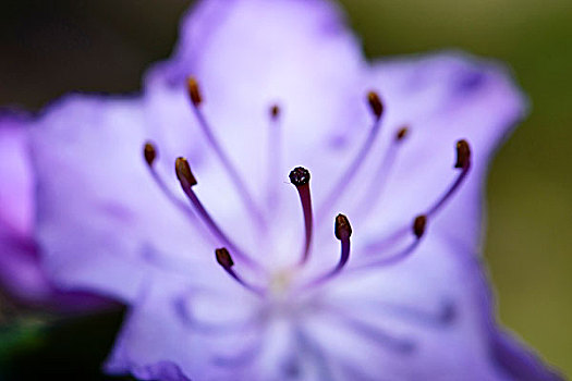 局部,特写,紫色,杜鹃花,雄蕊,杜鹃花属植物