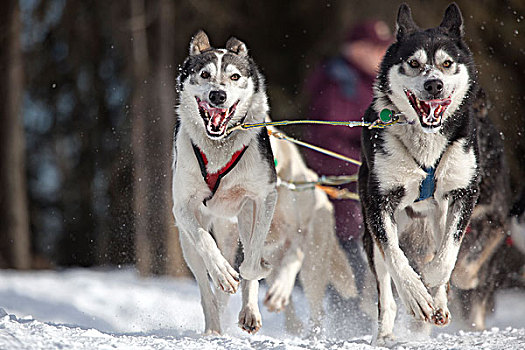 领着,狗,跑,仪式,开端,阿拉斯加,冬天