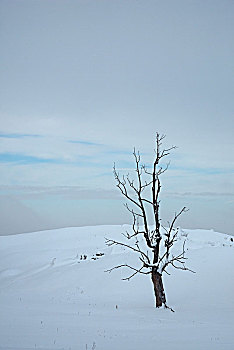 孤树,高山,靠近,巴伐利亚阿尔卑斯山,上巴伐利亚,巴伐利亚,德国