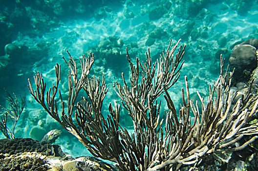 海草,珊瑚,水下,岛屿,洪都拉斯