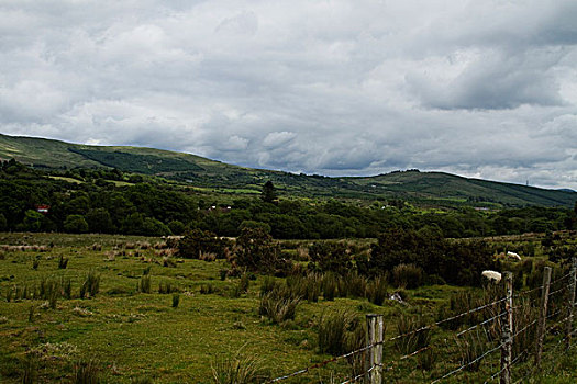 绵羊,放牧,山,基拉尼国家公园,凯瑞郡,爱尔兰