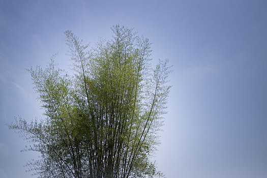 竹子,蓝色背景,天空