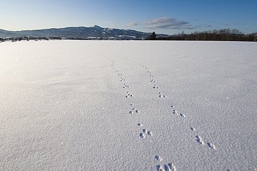 轨迹,雪原