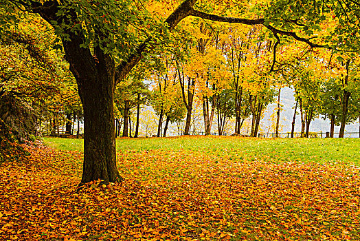 树,叶子,秋天,地区,伦巴第,意大利,欧洲